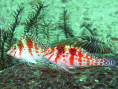 Cirrhitichthys falco