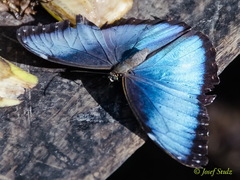 Morpho helenor narcissus