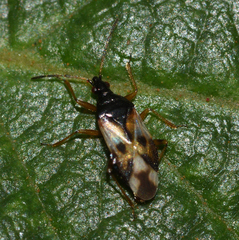 Anthocoris nemorum
