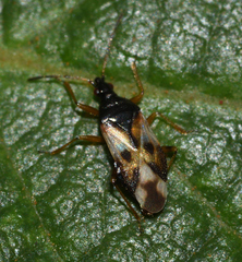 Anthocoris nemorum