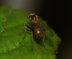 Dolichopodinae
