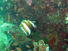 Coradion melanopus