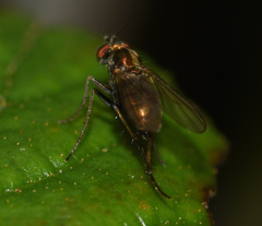 Dolichopodinae
