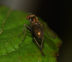 Dolichopodinae