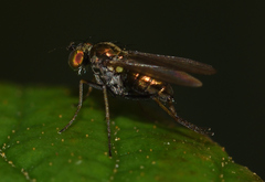 Dolichopodinae