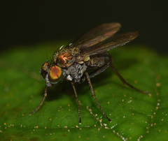 Dolichopodinae