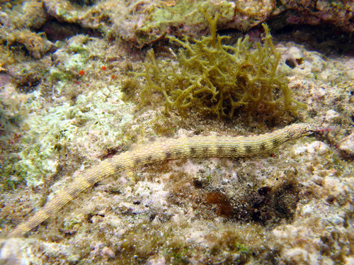 Manyspotted pipefish (Corythoichthys polynotatus) — Syngnathidae — 5