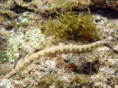 Corythoichthys polynotatus