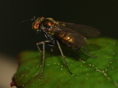 Dolichopodinae