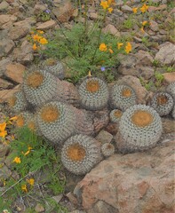 Copiapoa gigantea