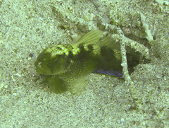 Cryptocentrus fasciatus