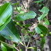Persea hintonii - Photo (c) adra,  זכויות יוצרים חלקיות (CC BY-NC)