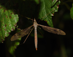 Tipula fulvipennis