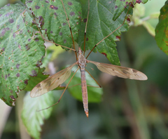 Tipula fulvipennis