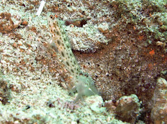 Ctenogobiops pomastictus