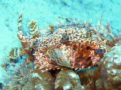 Cyclichthys orbicularis