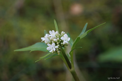 Valeriana asarifolia