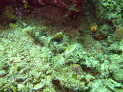 Cymbacephalus beauforti