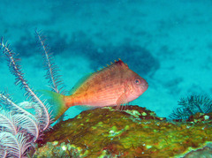 Cyprinocirrhites polyactis