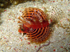 Dendrochirus brachypterus