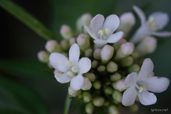 Valeriana asarifolia