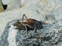 Acrodectes philopagus