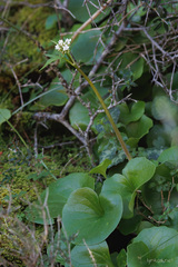 Valeriana asarifolia