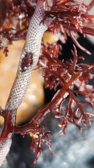 Jellyella tuberculata