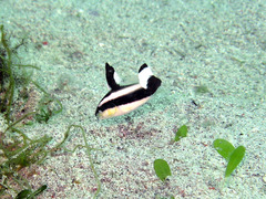 Diagramma melanacrum