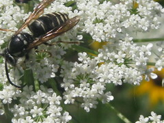Dolichovespula arctica