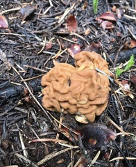 Gyromitra esculenta