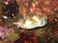 Cyclichthys orbicularis