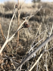 Mirabilis multiflora