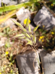 Bromus intermedius