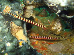 Dunckerocampus dactyliophorus