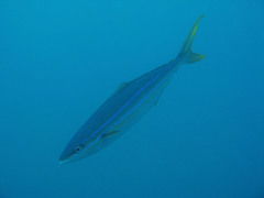 Elagatis bipinnulata