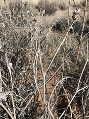Mirabilis multiflora