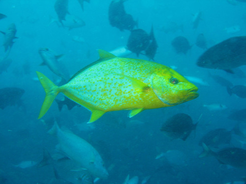 Orangespotted trevally (Carangoides bajad) — Carangidae — 5