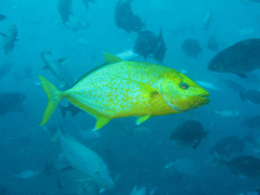 Flavocaranx bajad