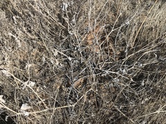 Mirabilis multiflora