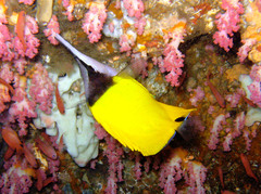 Forcipiger flavissimus