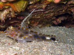Fusigobius inframaculatus