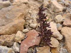 Fumana thymifolia