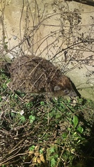 Erinaceus roumanicus