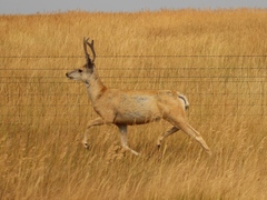 Odocoileus hemionus