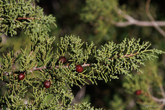 Juniperus phoenicea