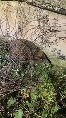 Erinaceus roumanicus