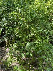 Melicoccus bijugatus