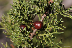 Juniperus phoenicea
