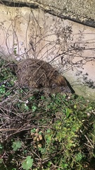 Erinaceus roumanicus